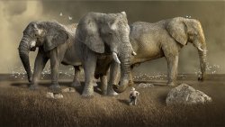 Les éléphants d’Hannibal